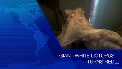 GIANT WHITE OCTOPUS TURNS RED