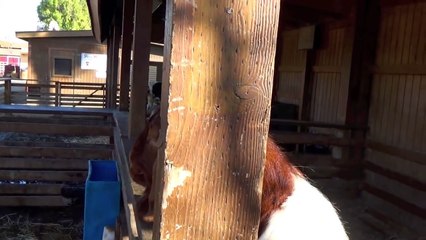 GOAT Makes FUNNY & WEIRD Sounds (A Must SEE & HEAR))