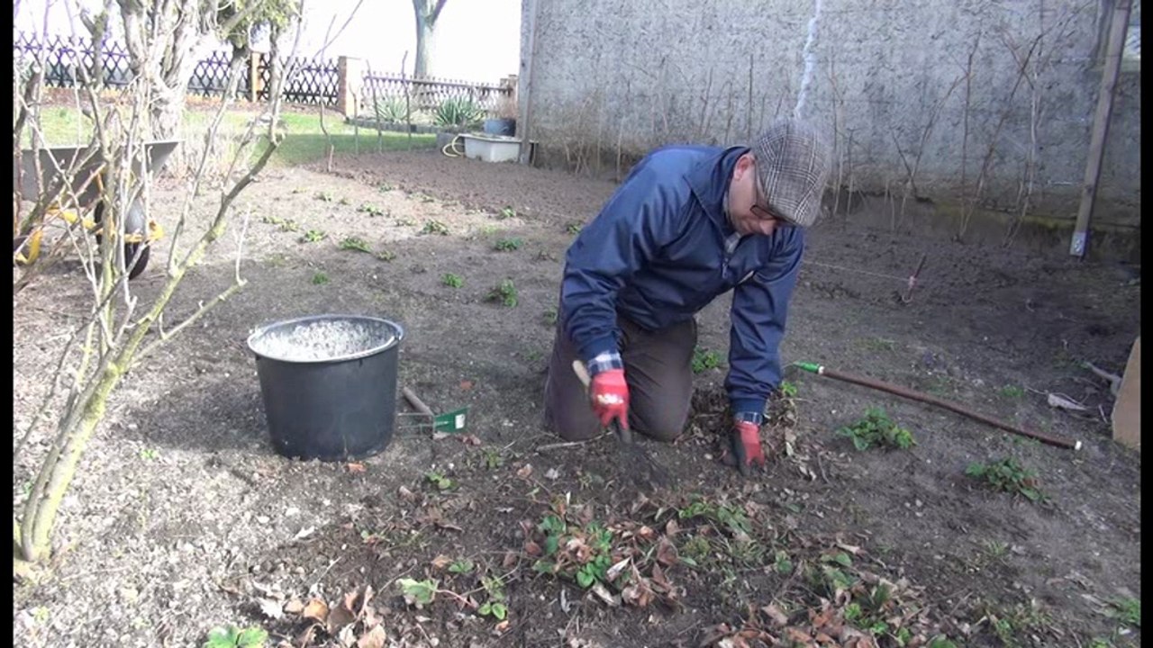 Gartenzeit tv - "frühjahrspflege bei erdbeerpflanzen"