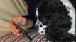 Dog plays fishing game on owner's iPhone and iPad _ 2017
