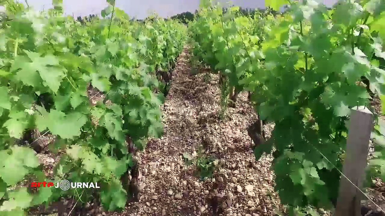 Série culture la cité du vin à Bordeaux (4-5)_Arte_2016_06_20_18_59