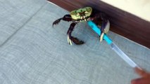 Don't mess with the crab