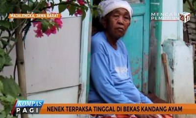 Kisah Nenek Tinggal di Gubuk Bekas Kandang Ayam