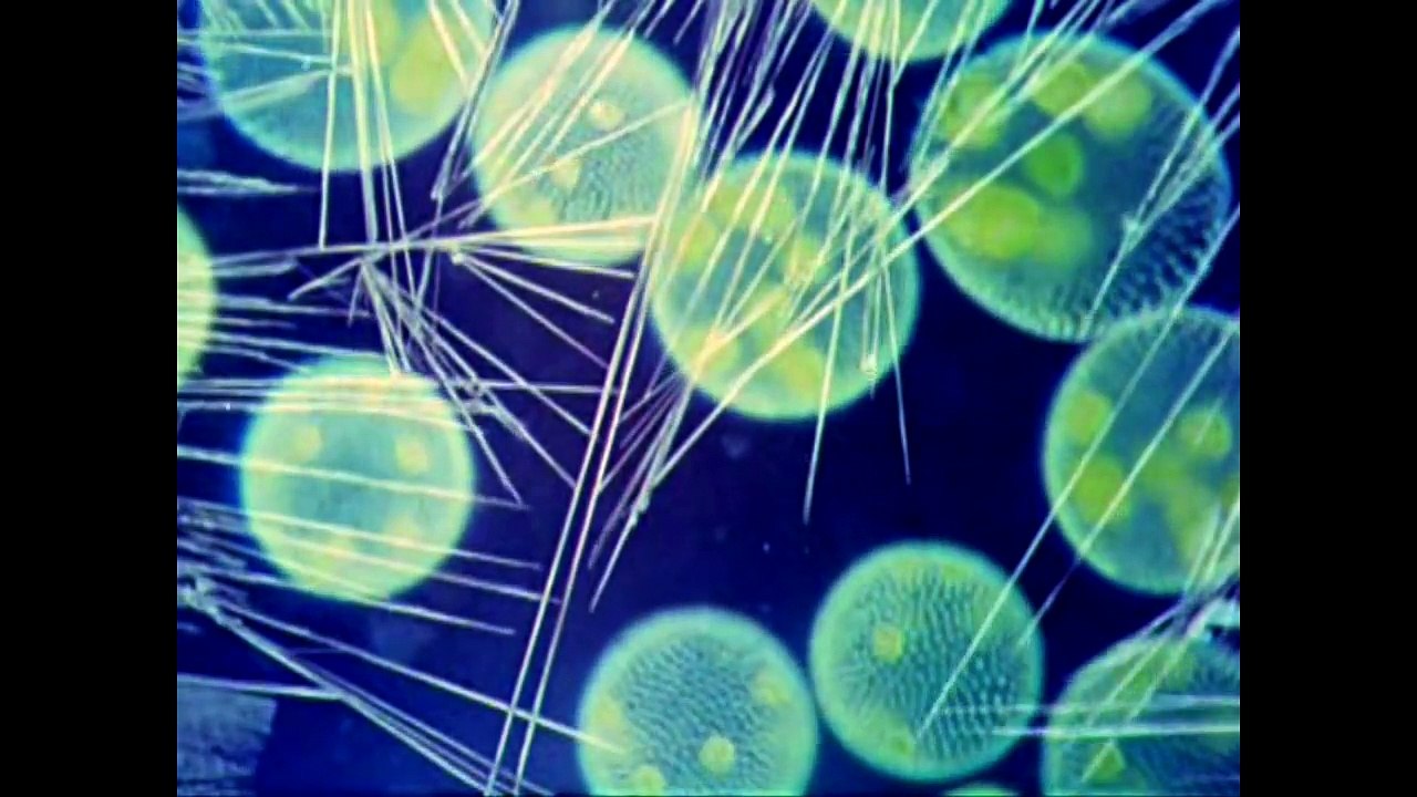 Sacred Geometry - Taught in a Donald Duck