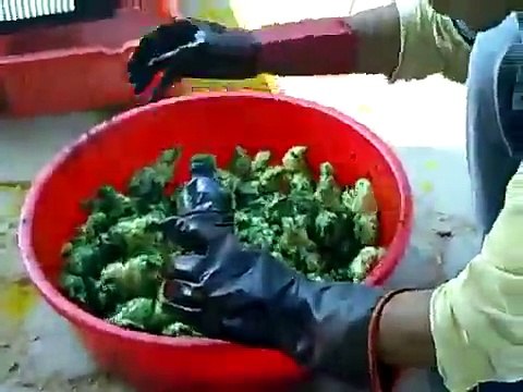 Ne cédez pas à la tentation d’acheter des poussins colorés pour Pâques ! Ces pauvres bêtes sont maltraitées…