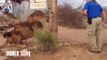 Lion Scares The Hell Out Of A Zookeeper!