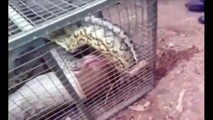 Giant Snake Eats Woman Alive - Biggest Python Snake - Giant Anaconda Attack Human _ Real Or Not
