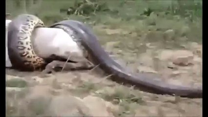 Télécharger la video: Giant Snake Eats Woman Alive - Biggest Python Snake - G