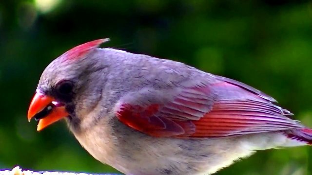 Three Little Birds -Bob Marley- with lyrics HD