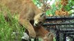 Cougars (Puma, Mountain Lions) Explore New Space - Cincinnati Zoo