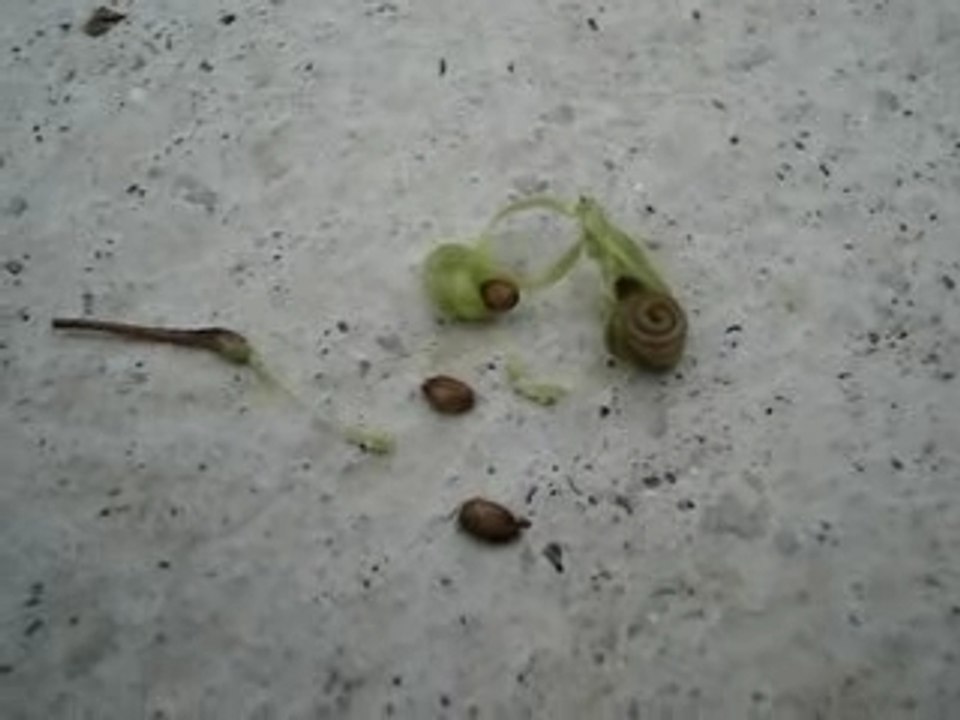 Une drôle de plante