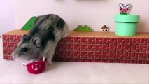 Cute hamsters doing funny things