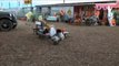 Petting ZOO at the Farm Feeding Horses and Goats Learn Animal Names for Kids-IBqvy