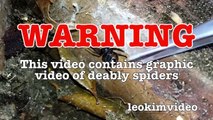 Scary Redback Spider Infestation Found I Need A NUKE-exNxoi