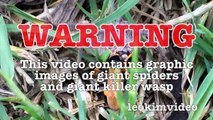 Spider Wasp Kills Giant Spider Aliens In Nature Scary Spider Control-n2A1