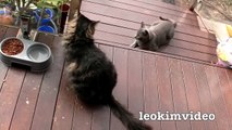 Kitties Fluffy & Bluebell Cats Play Fighting Milkytales Thanks Link-br13Vvxm