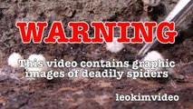 Deadly Redback Spider & Brown Recluse Spider Vs Rexona Flamethrower (Warning Scary Video)-LW9sHo4