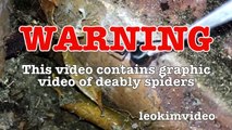 Scary Redback Spider Infestation Found I Need A NUKE-e