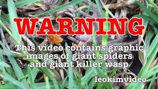 Spider Wasp Kills Giant Spider Aliens In Nature Scary Spider Control-n2A