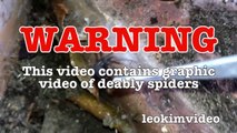 Scary Redback Spider Infestation Found I Need A NUKE-exNxoiXTk