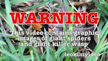 Spider Wasp Kills Giant Spider Aliens In Nature Scary Spider Control-n2A1YsFA