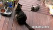 Kitties Fluffy & Bluebell Cats Play Fighting Milkytales Thanks Link-br13