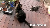Kitties Fluffy & Bluebell Cats Play Fighting Milkytales Thanks Link-br13Vv