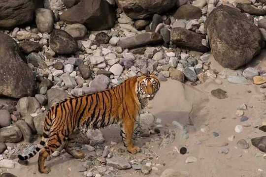 wildlife videos || tiger videos || Jim corbett national park || uttrakhand || wild animals