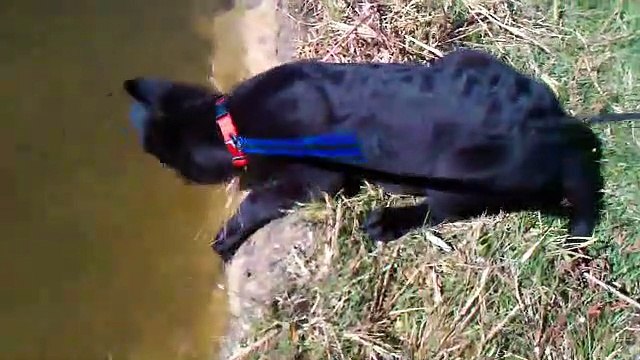 German shepherd puppies Dog barking sound effect