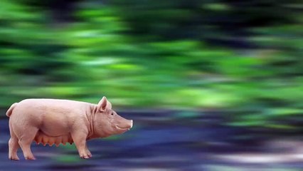 [ko] Let's Make a village of animals  (pig, chinchilla, wild boar, horse, dog)  kids education-XZz8o