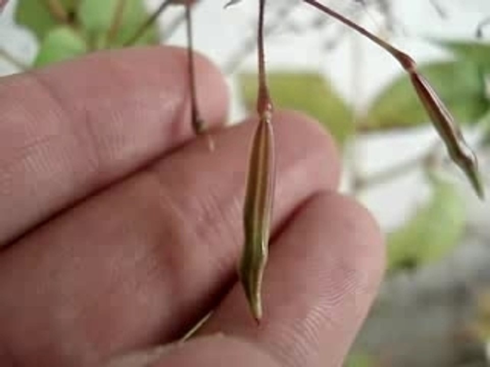 Une drôle de plante