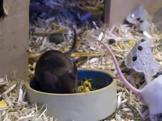 Rat barking sound effect | Rat Barking noise