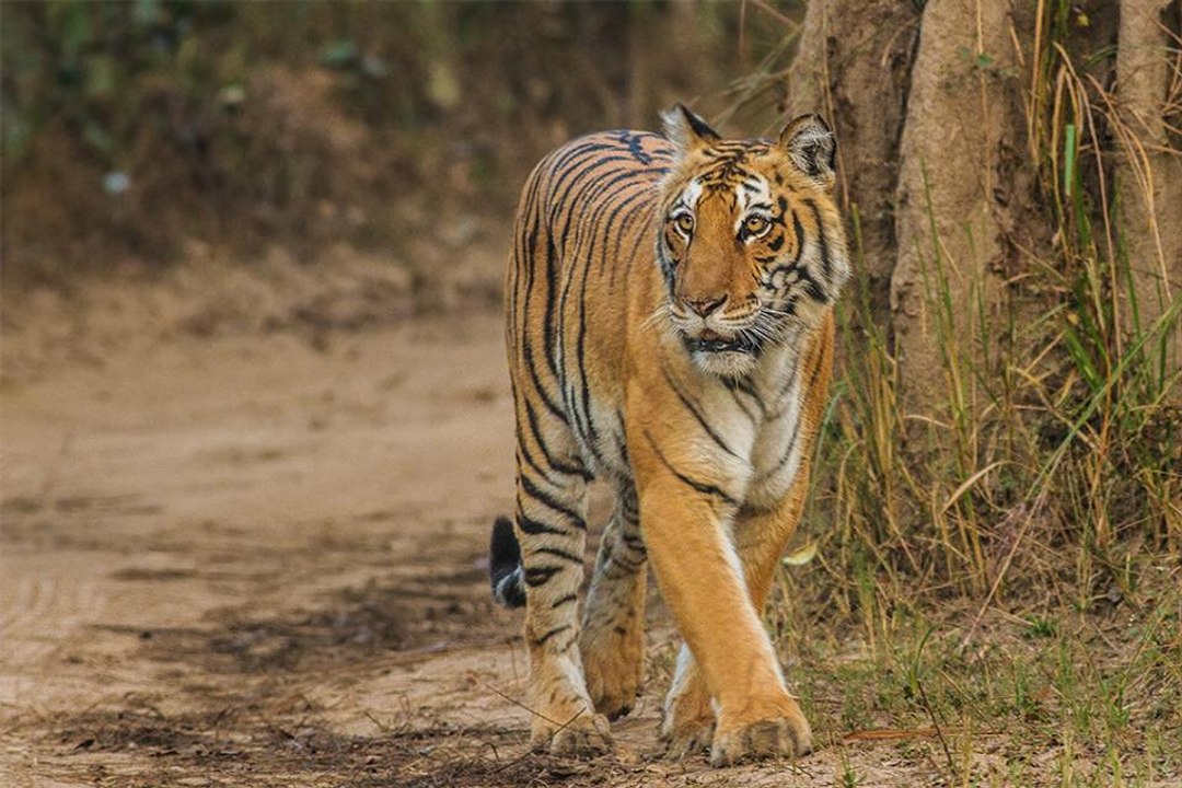 wildlife videos || tiger videos || Jim corbett national park || uttrakhand || wild animals