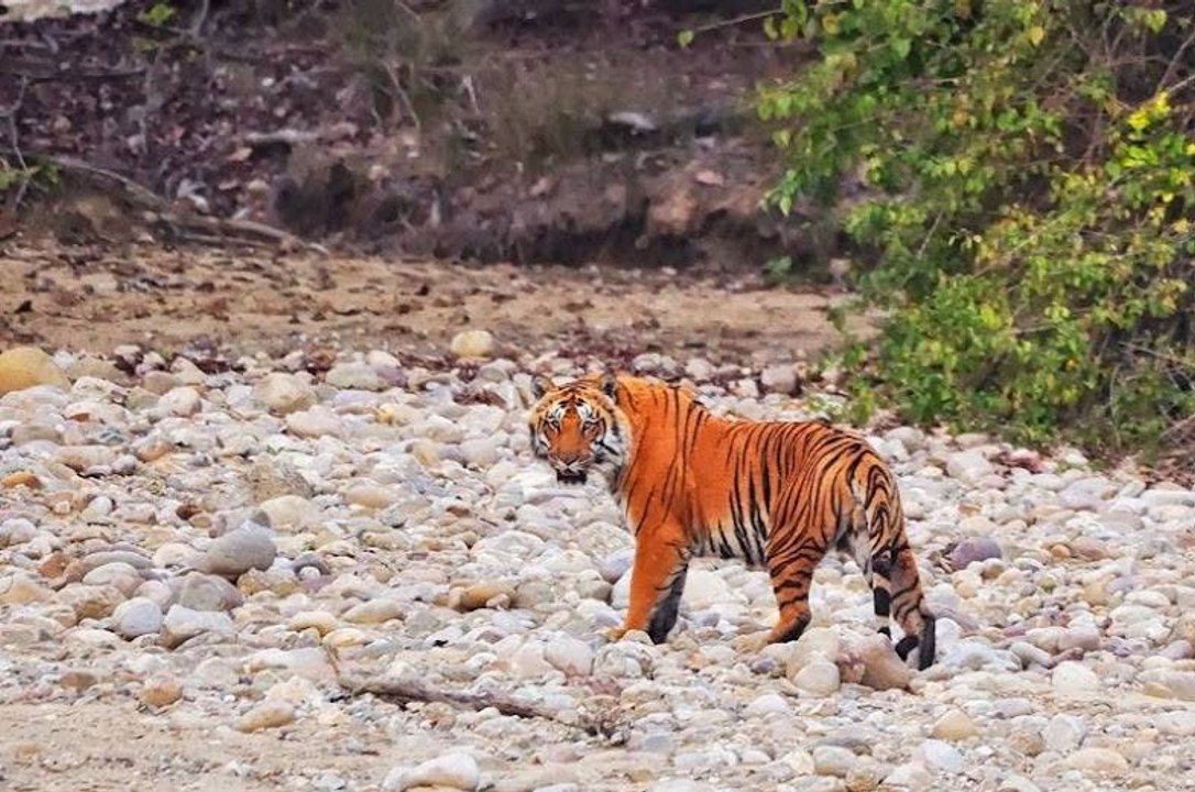wildlife videos || tiger videos || Jim corbett national park || uttrakhand || wild animals
