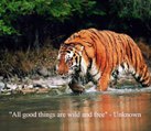 wildlife videos || tiger videos || Jim corbett national park || uttrakhand || wild animals