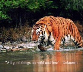 wildlife videos || tiger videos || Jim corbett national park || uttrakhand || wild animals