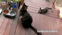 Kitties Fluffy & Bluebell Cats Play Fighting Milkytales Thanks Link-br