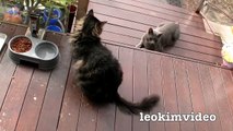Kitties Fluffy & Bluebell Cats Play Fighting Milkytales Thanks Link-br13Vvxm1