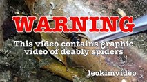 Scary Redback Spider Infestation Found I Need A NUKE-exNxoiXT
