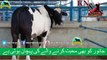 349 || Amazing cow qurbani || Karachi sohrab goth || Cow mandi || Kn & Rabbani Cattle Farm ||