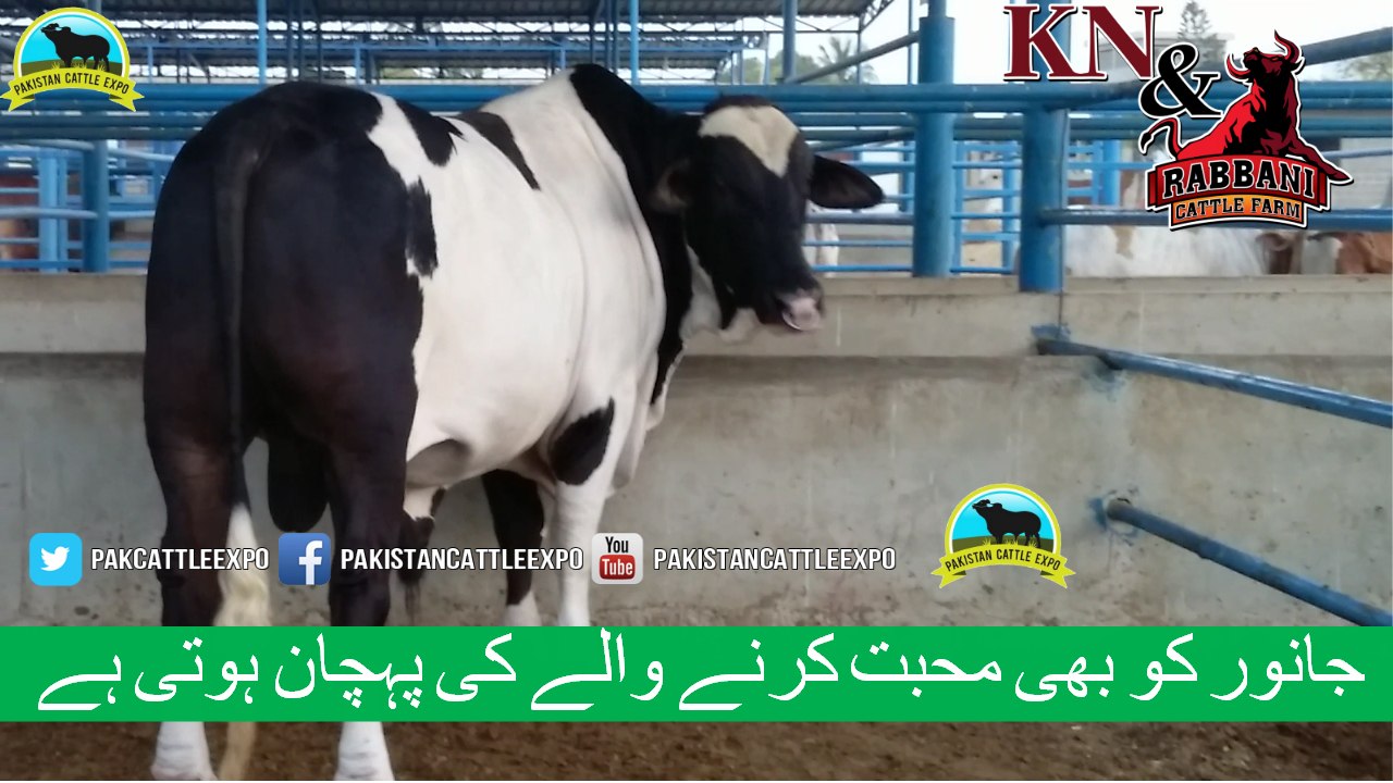 349 || Amazing cow qurbani || Karachi sohrab goth || Cow mandi || Kn & Rabbani Cattle Farm ||