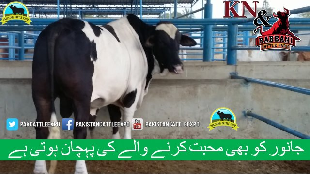 349 || Amazing cow qurbani || Karachi sohrab goth || Cow mandi || Kn & Rabbani Cattle Farm ||
