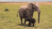 Elephant Baby-Mother love will make U cry