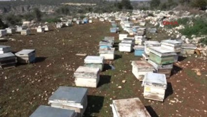 Mersin Bilinçsiz Ilaçlama Arıları Yok Ediyor