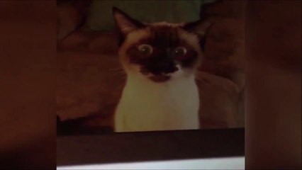 Un Chat curieux regarde son maitre bosser