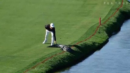 Un golfeur touche la queue d'un alligator.