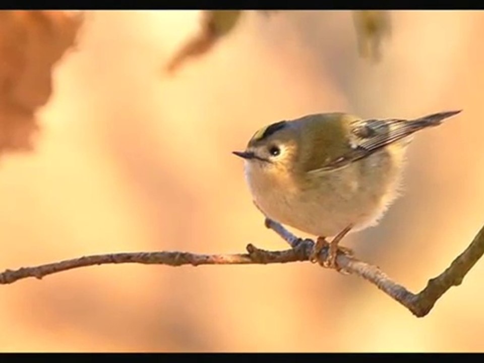 Un petit poisson un petit oiseau