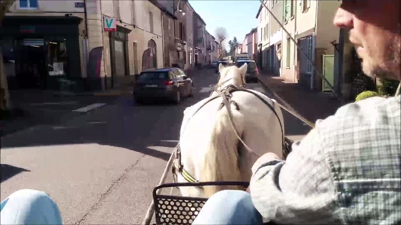 Souris du verger - Jument percheronne grise très calme, attelée et montée.