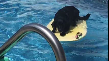 Suya Düşürdüğü Topunu Almak İçin Muhteşem Çözüm Bulan Köpek