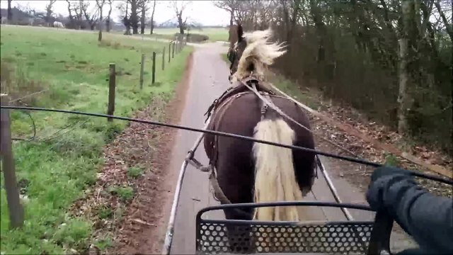 Bambi en extérieur - Jolie Hongre ONC Selle, attelé/monté.